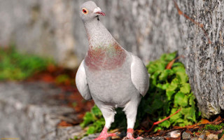 Pigeon tree trunk wall grass - a tree trunk free wallpaper