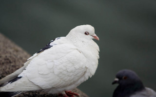 White bird gray bird black - a black beak free wallpaper