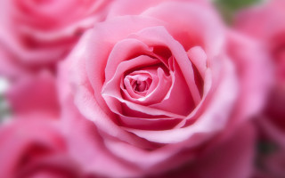 Pink rose closeup rococo macro - a green stem free wallpaper for desktop