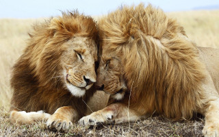 Two lions laying down grass - two lion free wallpaper