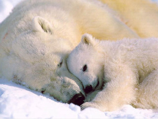Polar bear cub cuddle snow - their eye free wallpaper