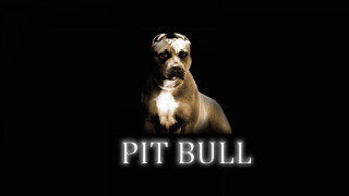 Dog dark pit bull background - a dog free wallpaper for desktop