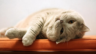 Cat laying back cushion eyes - glamor pose free wallpaper