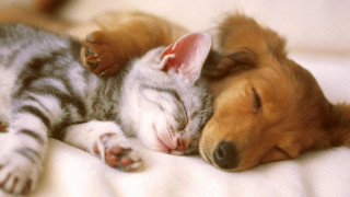 Dog cat sleeping together on - their eye free wallpaper