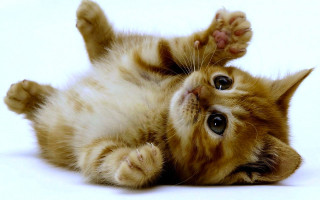 Kitten playing paw ground looking - a kitten free wallpaper