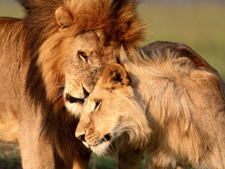 Two lions head rubbing grass - two lion free wallpaper