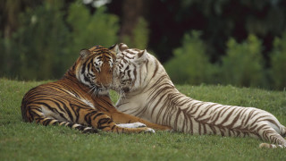 Tigers laying grass rubbing head - two tiger free wallpaper
