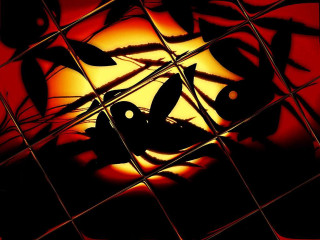 Bird reflection red background yellow - caustic free wallpaper