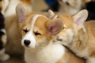 Puppies sitting closed eyes closed - a floor free wallpaper