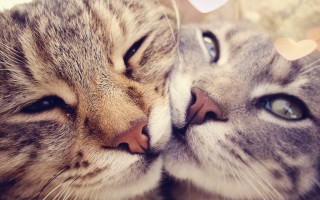 Two cats touching noses laying - their nose free wallpaper