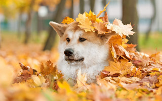 Dog leaf crown autumn field - free dogs wallpaper for desktop