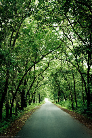 Forest leaves bench sunlight trees - free forest wallpaper for mobile