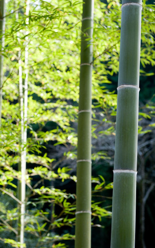 Bamboo green leaves blurry background - free nature wallpaper for mobile