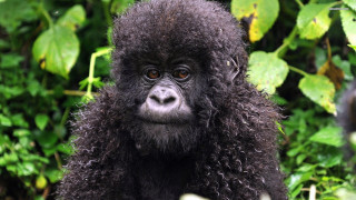 Black gorilla smiling bush green - head and shoulders portrait free wallpaper