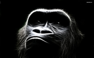 Gorilla face black background white - alex petruk ape free wallpaper