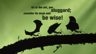 Birds tree branch quote sitting - top of a tree branch free wallpaper