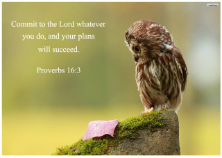Small owl on rock bible - the lord free wallpaper