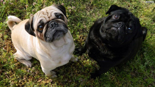 Two pugs grass looking up - visible free wallpaper
