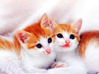 Two kittens laying down blanket - the other free wallpaper