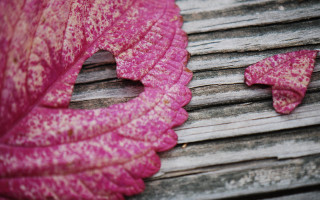 Pink leaf wooden bench wooden - a hole free wallpaper