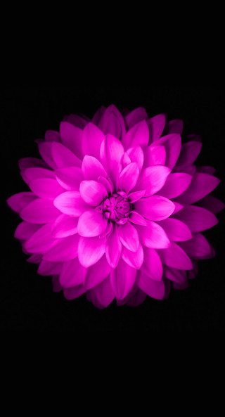 Purple flower dark background black 2 - a computer rendering free wallpaper for mobile