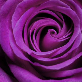 Purple rose macro black white - a macro photograph free wallpaper for tablet