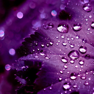 Purple flower water droplets petals - free rain wallpaper for tablet