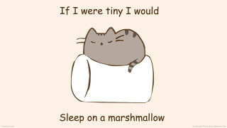 Cat sleeping marshmallow pillow eyes - its eye free wallpaper