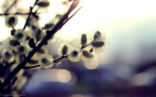 Flower closeup blurry background microscopic - a close up of a flower free wallpaper