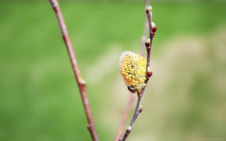 Yellow flower tree branch sun - a tree branch in the sun free wallpaper