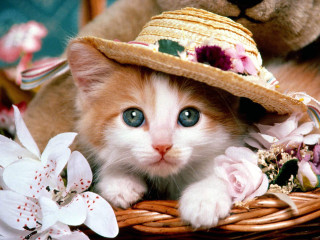 Kitten hat basket flowers teddy 8 - a basket free wallpaper