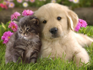 Puppy cat grass flowers background - adorable free wallpaper