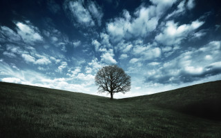 Lone tree grassy field cloudy 2 - alone free wallpaper