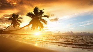 Palm tree beach sunset sun - a palm tree free wallpaper