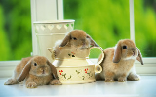 Rabbits teapot window flowers cup - a cup free wallpaper