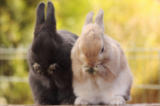 Two rabbits sitting table caged - caged free wallpaper