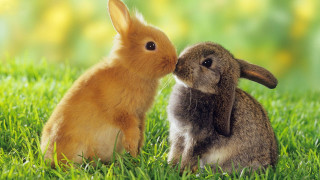 Rabbit kissing noses grass image 3 - funny free wallpaper for desktop