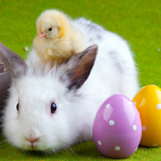 Chicken bunny egg boot small - free animals wallpaper for tablet
