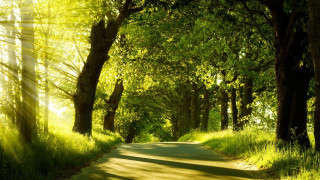 Road trees grass scenery nature - nature free wallpaper