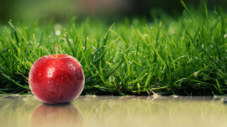 Red apple green field puddle - a shiny surface free wallpaper