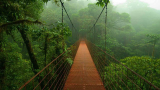 Suspension bridge forest trees bushes - jungle free wallpaper