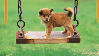Small dog wooden swing park - tiny free wallpaper for desktop