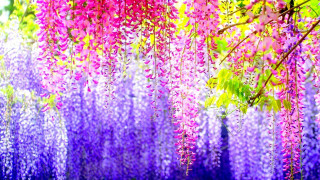 Purple flowers hanging tree branch 2 - the sunlight free wallpaper