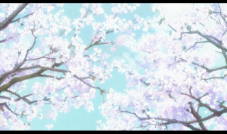 Tree pink flowers blue sky 9 - a white cloud free wallpaper