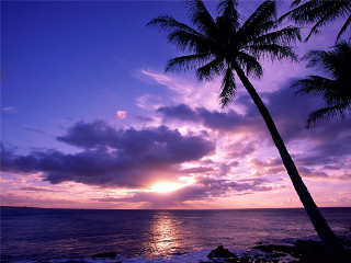 Palm silhouette purple sunset ocean - a rocky shore free wallpaper