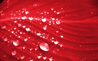 Red flower water droplets macro 34 - petal free wallpaper