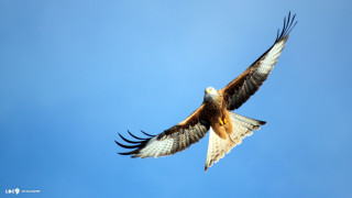 Large bird prey flying wings - arie smit free wallpaper for desktop