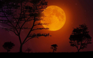 Full moon trees night sky - sky free wallpaper