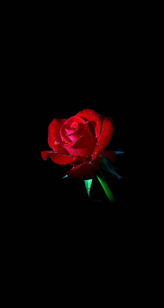 Red rose water droplets petals 2 - single free wallpaper for mobile