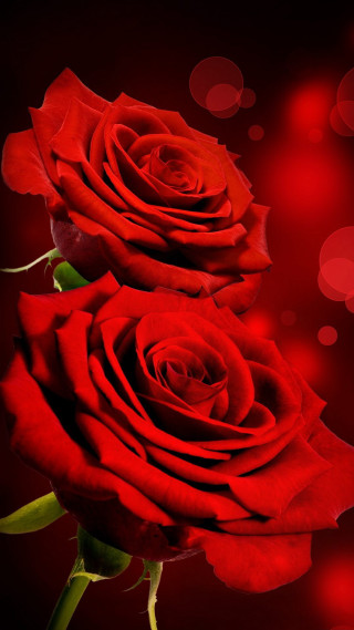 Two red roses table red - rose free wallpaper for mobile